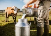 اولین گاو تراریخته که در شیر خود انسولین انسانی دارد