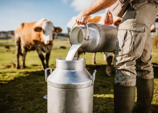 اولین گاو تراریخته که در شیر خود انسولین انسانی دارد