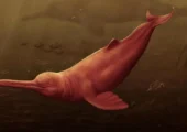 کشف فسیل یک دلفین باستانی غول‌پیکر در جنگل‌های آمازون + عکس