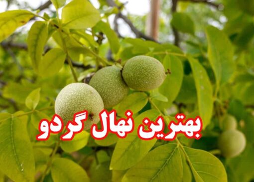 بهترین نهال گردو جایا