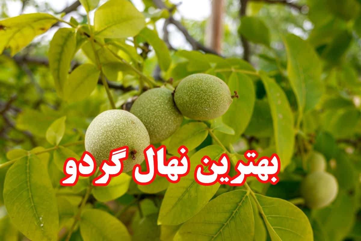 بهترین نهال گردو جایا